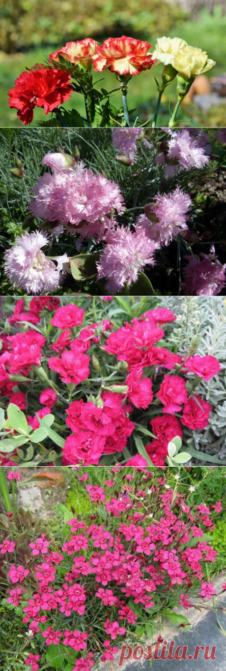 Как выращивать гвоздику в цветнике? Гвоздика перистая, китайская, травянка | Растения