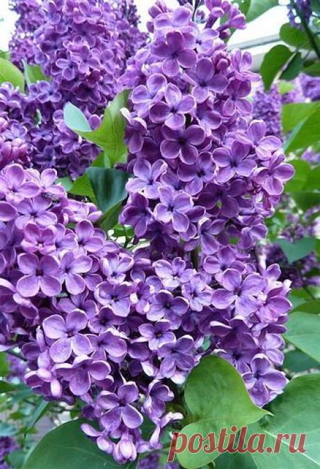 Lilac, flickr от JuliaC2006 | Pinterest: инструмент для поиска и хранения интересных идей