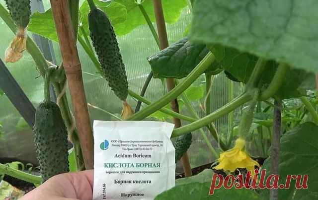 Подкормка огурцов борной кислотой: польза раствора, рецепт приготовления.

Для нормальной вегетации растениям огурцов необходим бор. Важность этого микроэлемента неоспорима, ведь он, количественно увеличивая урожайность, одновременно выступает действенным средством борьбы против грибковых микроорганизмов. Поэтому опытные огородники проводят подкормки огуречной культуры борной кислотой.


Зачем нужна огурцам борная кислота?
Признаки недостатка бора очень заметны в огуречных...