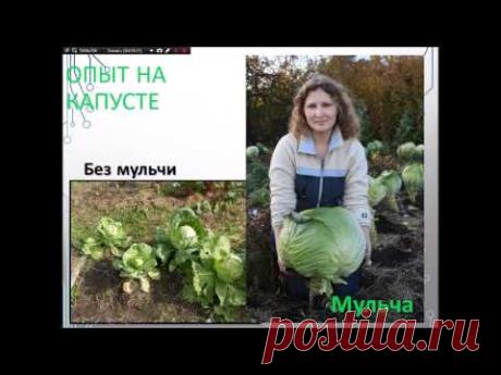 21.11.15 Картофель. Зачем земле "одеяло" - главные хитрости мульчирования (ч.1)