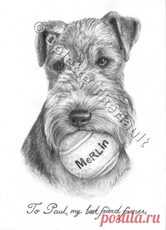 Вельштерьер графитовый карандашный рисунок-портреты домашних животных рисунок на заказ графитовый карандаш портреты домашних животных-подарок на память о домашних животных