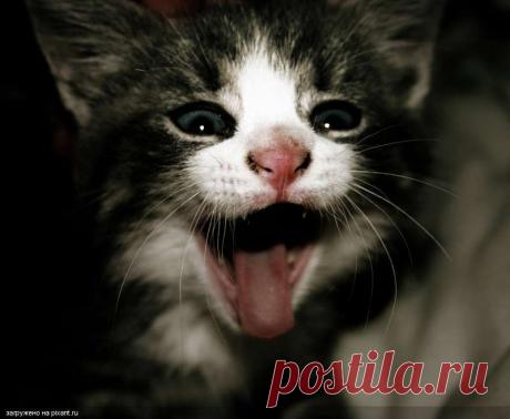 Кот - экстрасенс.