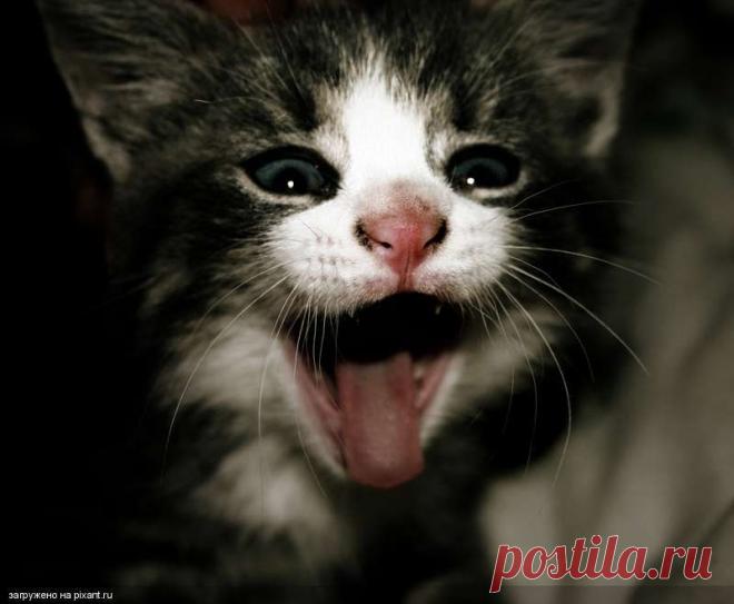 Кот - экстрасенс.