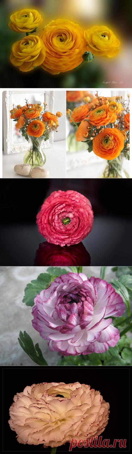 Азиатские лютики. Ранункулюсы — розы весны | Newpix.ru - позитивный интернет-журнал