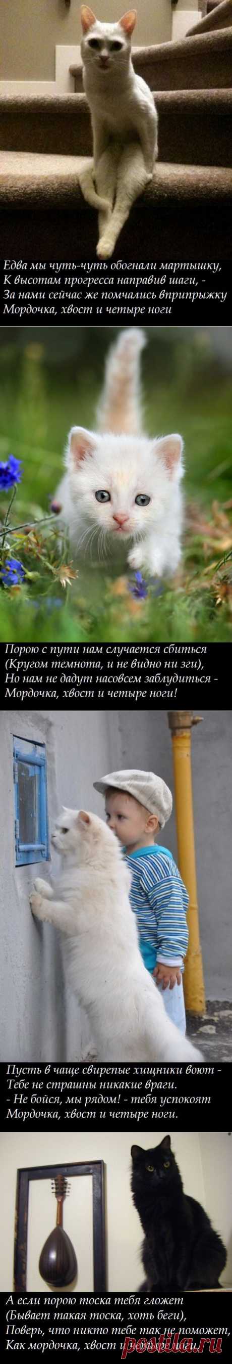 OWL Блюз - Мордочка, хвост и четыре ноги...