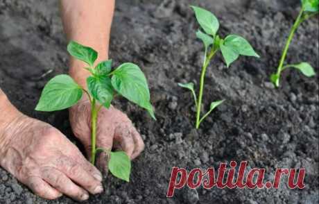 Чтобы перец дал небывалый урожай: как его высаживать в тёплую грядку