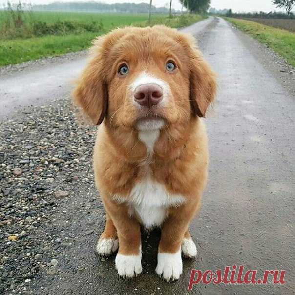 ♥ ЖИВОТНЫЕ ♥ ПРИРОДА ♥