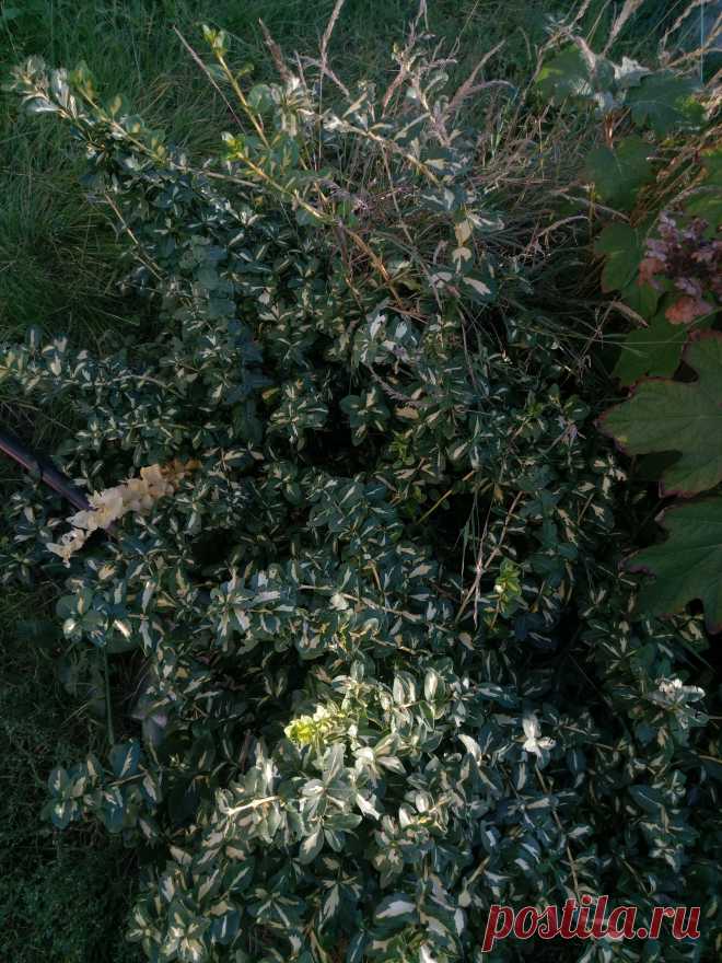 Бересклет Форчуна «Солнечное пятно» (Euonymus fortunei «Sunspot»)