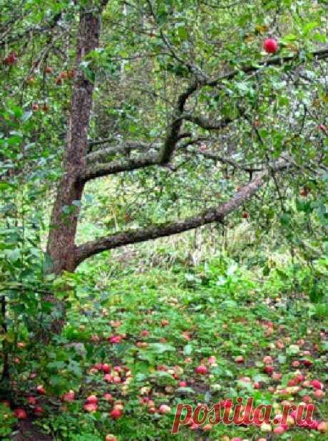Дача ВИКТОРиЯ: Осыпаются яблоки. Почему?

В этом году сильно осыпались плоды яблони полукультурки, а потом начали гнить, 60-70% урожая пропало.