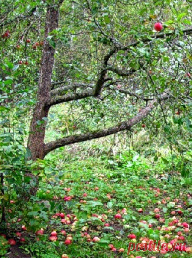 Дача ВИКТОРиЯ: Осыпаются яблоки. Почему?

В этом году сильно осыпались плоды яблони полукультурки, а потом начали гнить, 60-70% урожая пропало.