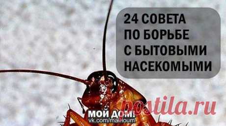 Советы по борьбе с бытовыми насекомыми.
