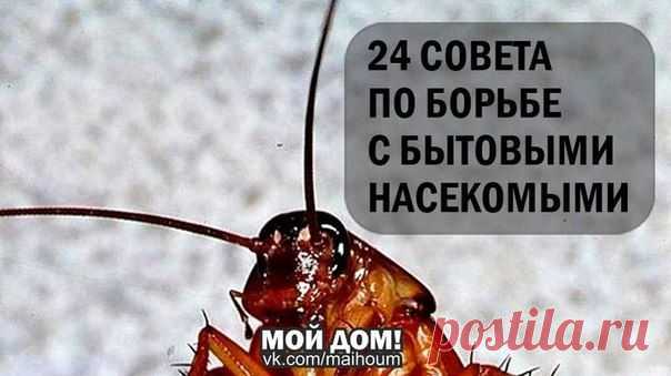 Советы по борьбе с бытовыми насекомыми.