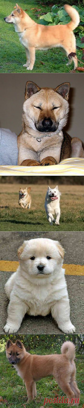 Корейская собака хиндо | Породы собак | Животные и породы | Animal.ru