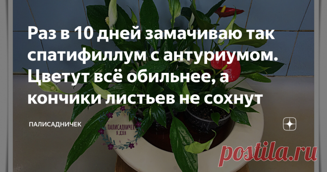 Раз в 10 дней замачиваю так спатифиллум с антуриумом. Цветут всё обильнее, а кончики листьев не сохнут Уже несколько месяцев в нашем доме живут спатифиллум с антуриумом. Я очень тщательно изучила всю информацию о них, прежде, чем решиться на покупку. Многие в комментариях к первым моим записям об этих цветах поделились со мной проблемами, с которыми столкнулись при уходе за своими 