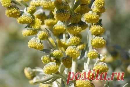 Полынь горькая - применение, свойства, лечение, рецепты