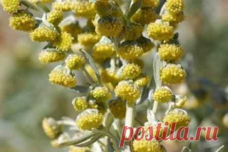 Полынь горькая - применение, свойства, лечение, рецепты