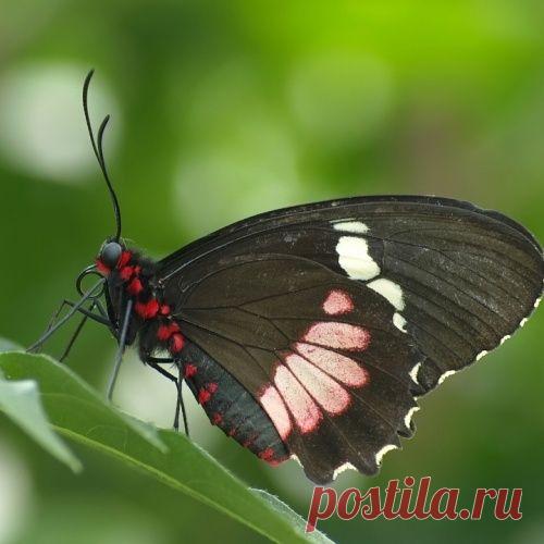 Тропические бабочки (12 фото)