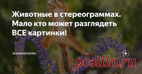 Животные в стереограммах. Мало кто может разглядеть ВСЕ картинки! Животный мир увлекателен и таинственен. Стереограммы с животными - двойная тайна!
