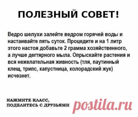Одноклассники, Полезный совет, борьба с тлей, трипсами и т д.