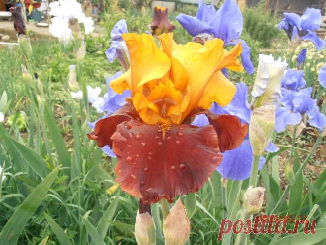 Ирисы на даче. / Дача - здоровье, отдых, урожай! / 7dach.ru