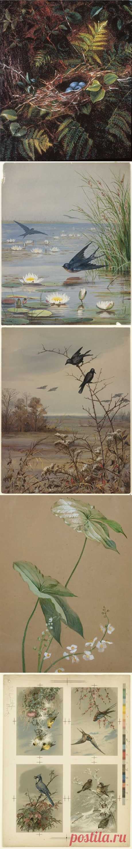 Fidelia Bridges (American, 1834-1924) (53 работ) » Картины, художники, фотографы на Nevsepic