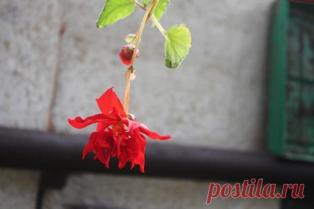 Можно ли оставлять дом на зиму без отопления и как правильно организовать его зимовку - Садоводка