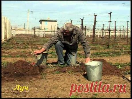 Уроки виноградарства (весенние работы). - YouTube