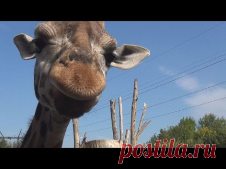 Жираф. Ростовский зоопарк. - YouTube