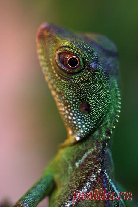 musts: © Diana Harrison Chinese Water Lizard - Pannenkoek