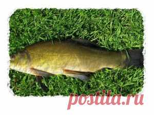 Линь - рыба королей! Секреты рыболовства. | SilverPike.ru