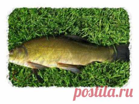 Линь - рыба королей! Секреты рыболовства. | SilverPike.ru