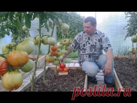 Томат Шунтукский великан: характеристика и описание высокорослого сорта с фото