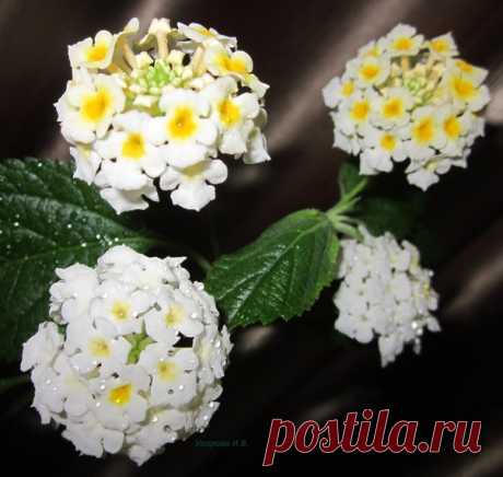 На окошке 🌸 ♥ #комнатные_растения #Лантана фото #Ирина_Уварова