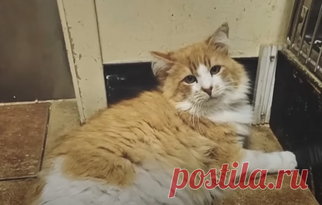 Огромного кота судорожно сдали в приют, не договаривая причину поступка. Но гигант все равно любил людей | Тайган | Дзен