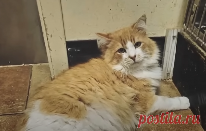 Огромного кота судорожно сдали в приют, не договаривая причину поступка. Но гигант все равно любил людей | Тайган | Дзен