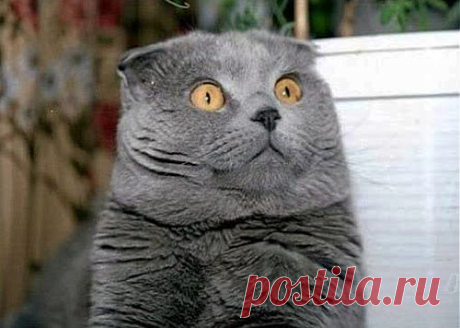 Татьяна Ионова – Google+ - Я не брал #коты #кошки #животные﻿