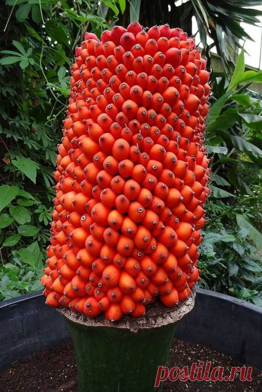 Цветок, аромат которого вам не понравится