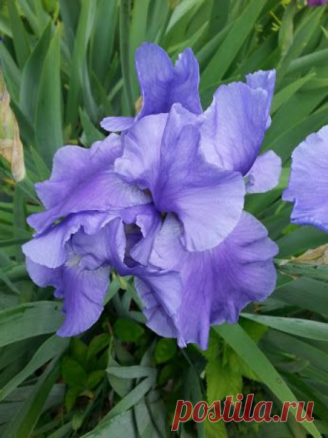 Google+ – #flowers