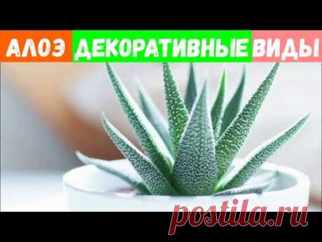Самые красивые декоративные виды алоэ. Часть 2
