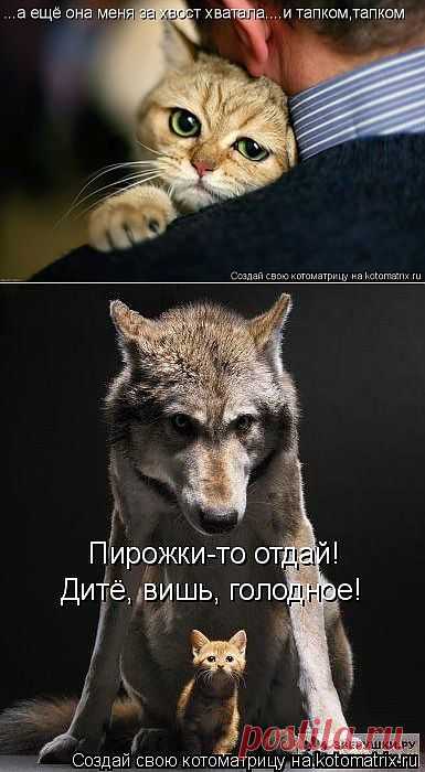 Котоматрица: Лучшие за всё время