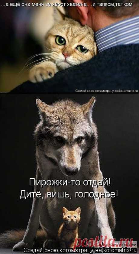 Котоматрица: Лучшие за всё время