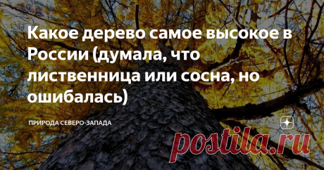 Какое дерево самое высокое в России (думала, что лиственница или сосна, но ошибалась)