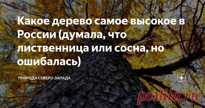 Какое дерево самое высокое в России (думала, что лиственница или сосна, но ошибалась)