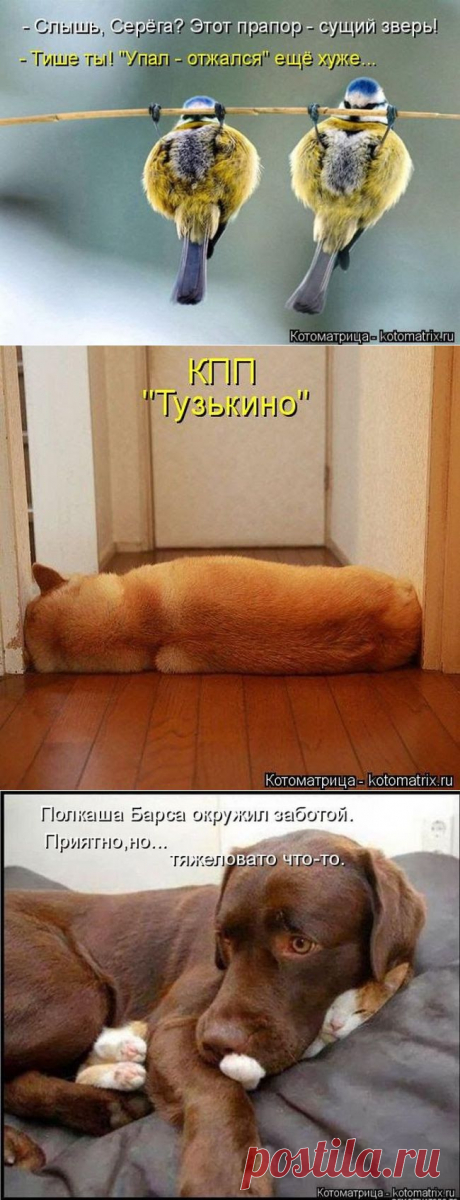цитата
