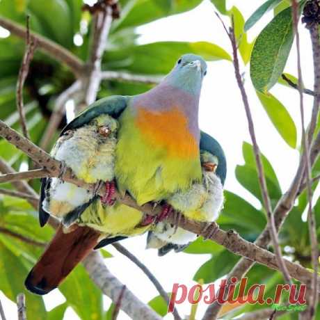 Мама, она и в Африке - Мама! (фото)