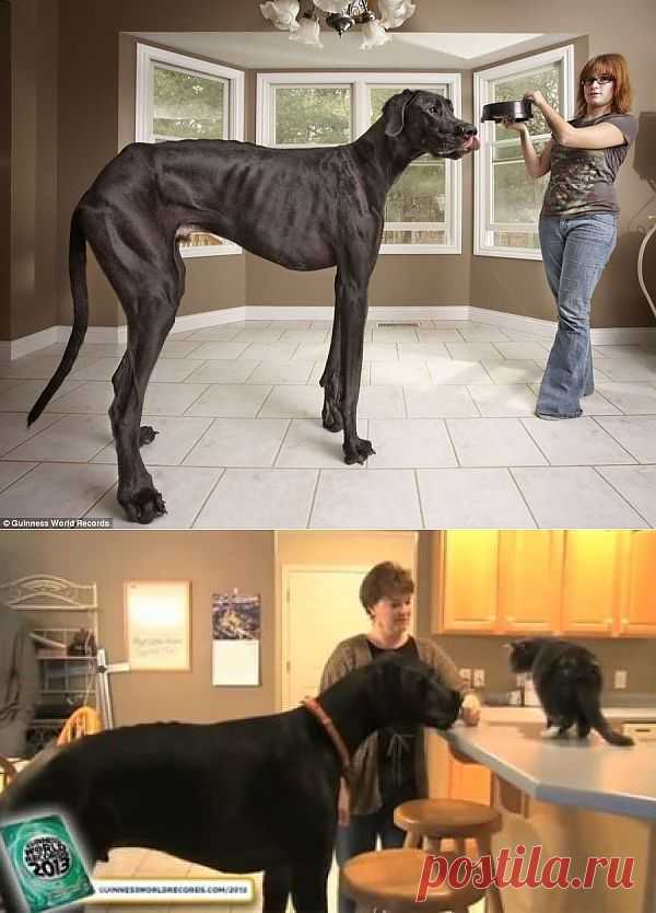 Датский дог по кличке Зевс - самая высокая собака в мире