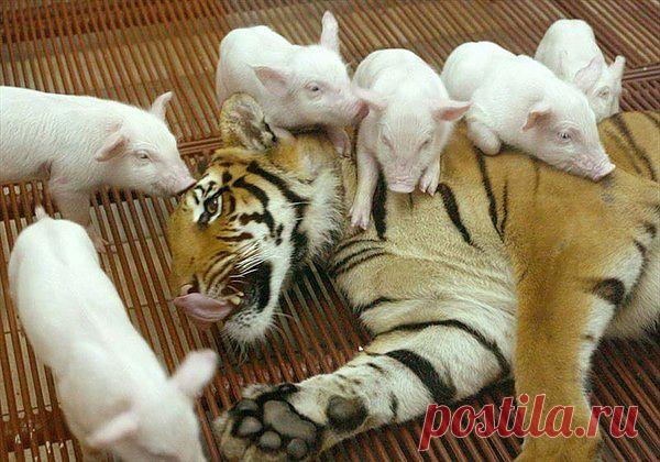 странные парочки