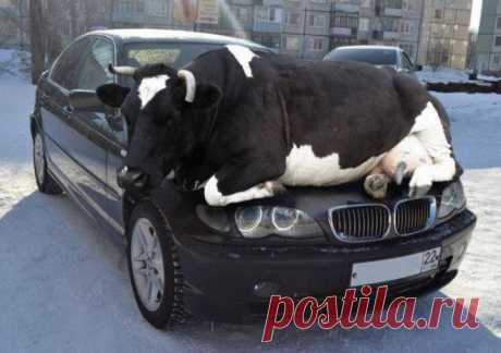 Сам говорил: &quot; Куплю тачку, буду тёлок возить&quot;))