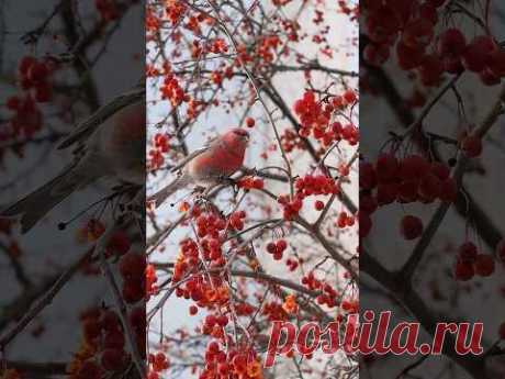 #щур #птицызимой #птицыроссии #birdwatching
