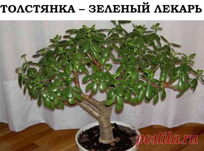 * * * * * * * * * * * *ТОЛОКНЯНКА